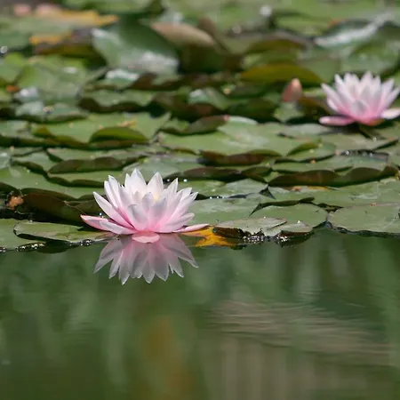 Hotel Le Domaine De Falgos Golf & 4*